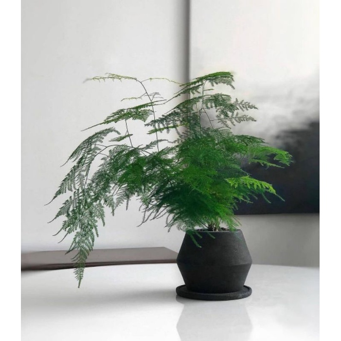 Asparagus fern / asparagus setaceus