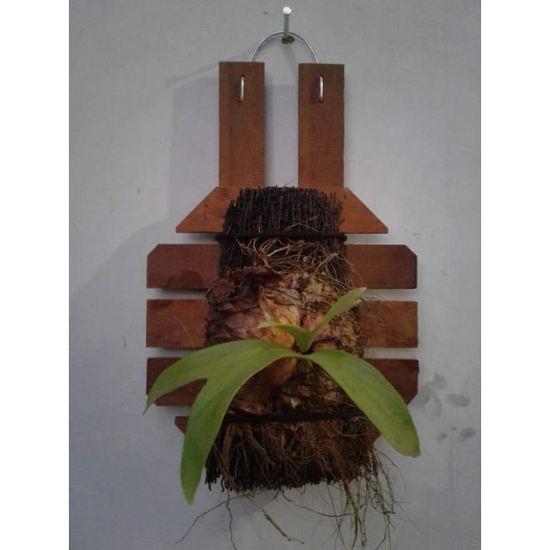 Pot Anggrek Tempel Kayu Ulin