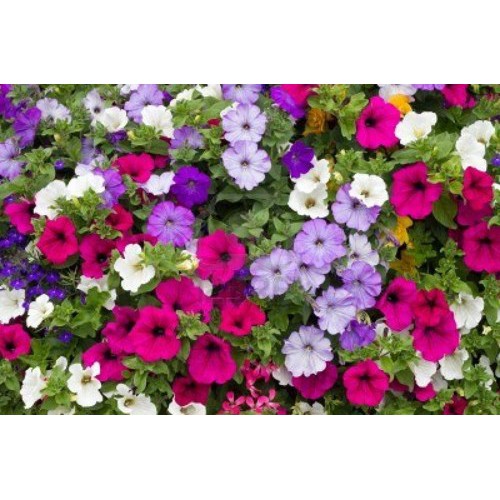 Benih-Bibit Bunga Petunia Dwarf Mix (Haira Seed)