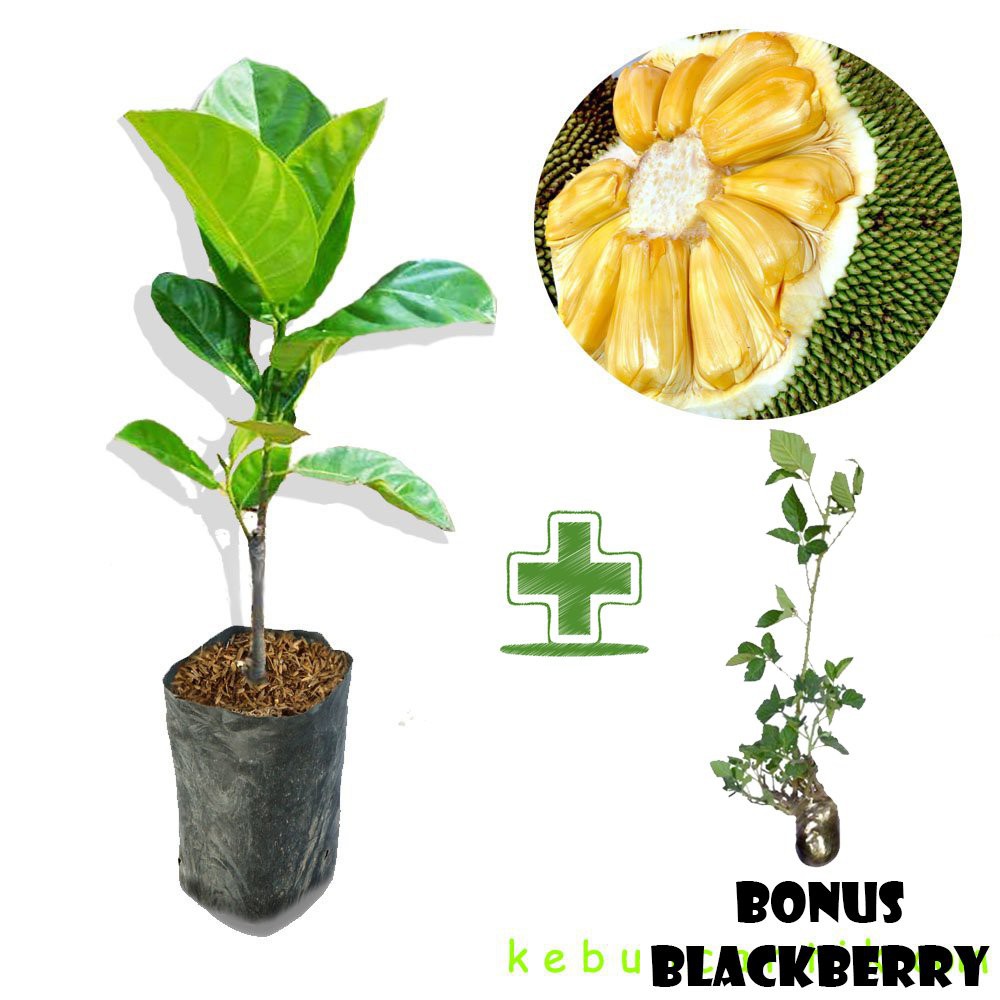 Tanaman Buah Nangka Madu  (artocarpus heterophyllus) BONUS Bibit Blackberry (rubus fruticosus)