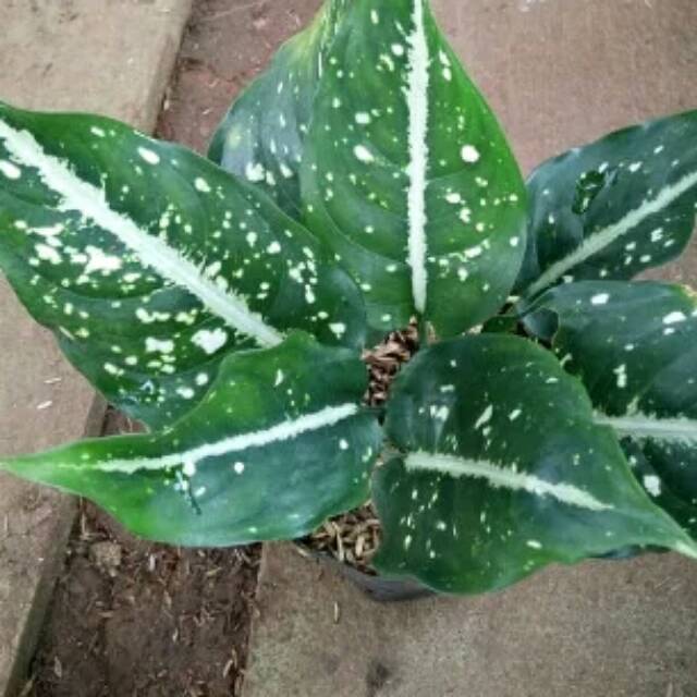 aglonema srikit /aglaonema sri rejeki