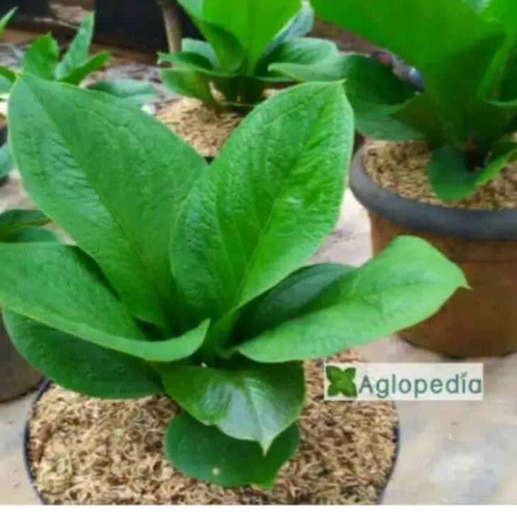 Ready Stock WM9 PROMO Tanaman hias pot anthurium jemani Supernova 72