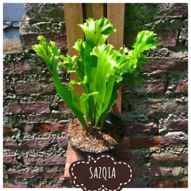 tanaman pakis tanduk rusa