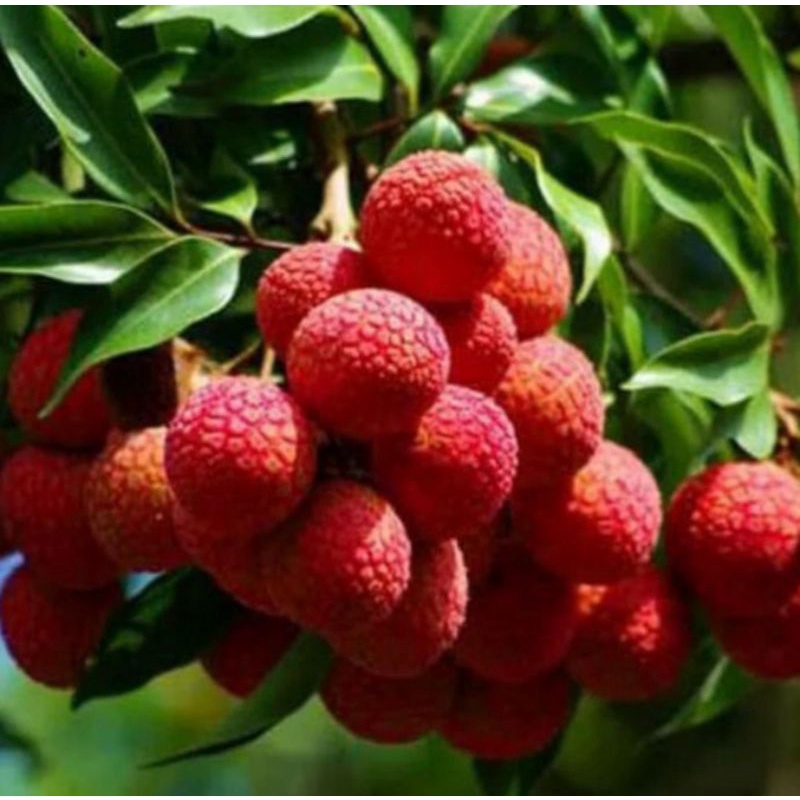 Bibit Buah Leci Merah Dataran Rendah ( TANPA BIJI )
