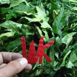 

Daun Pepaya Jepang