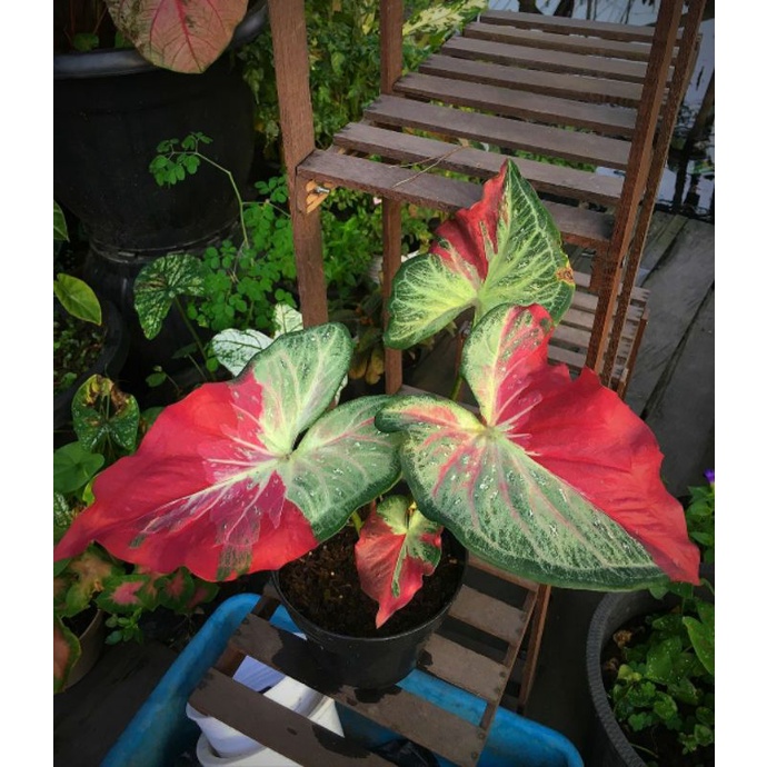 keladi cat tumpah / sycool anakan Caladium murah