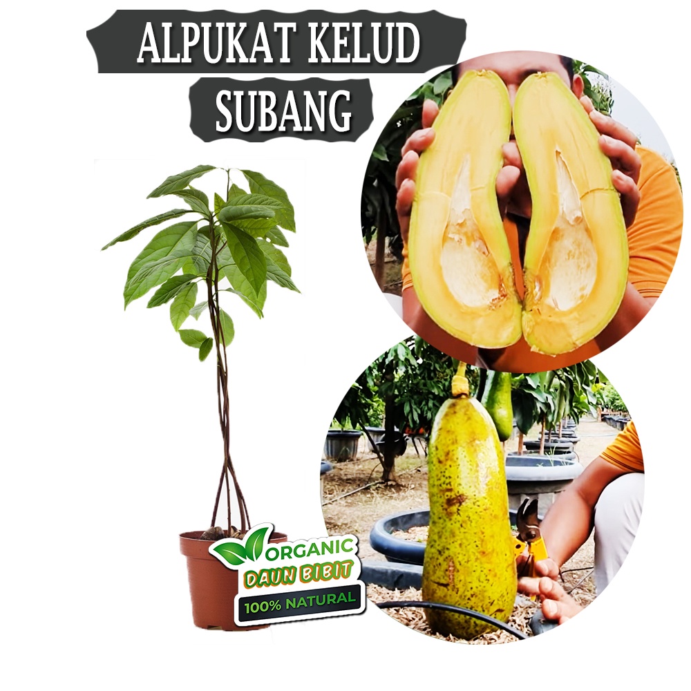 Bibit Alpukat Kelud Subang Jumbo