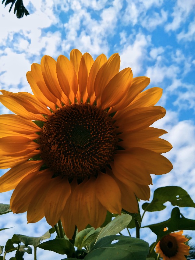 Batu Koral Putih Kupang