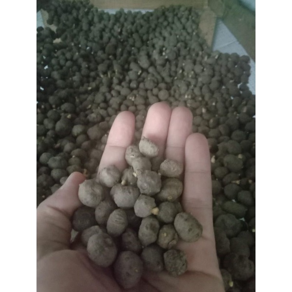 Bibit Porang Katak super 1 Kg isi 500 biji sampa terbanyak