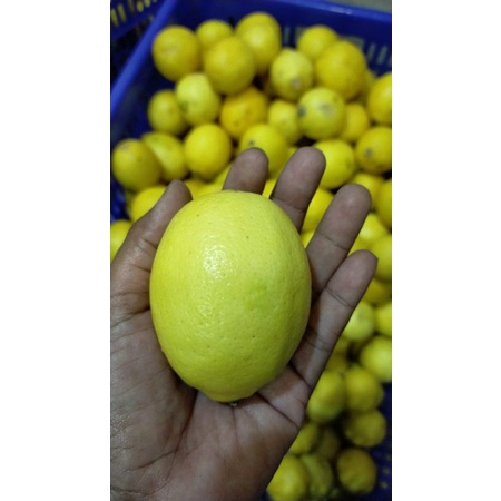 

Lemon California small/ buah lemon murah 1kg