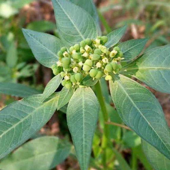 

Daun Katemas, Sena Segar Anti Sembelit