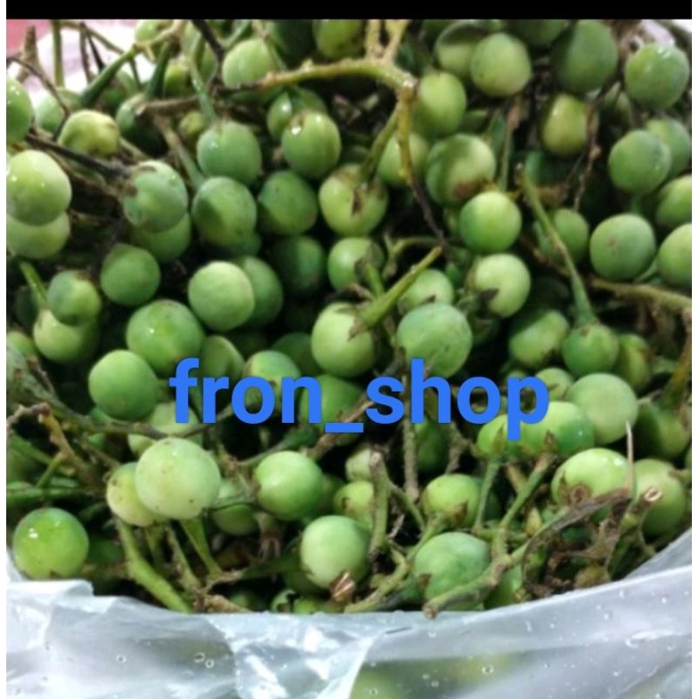 

Buah Rimbang | Buah Cepokak Segar Langsung Petik 1Kg