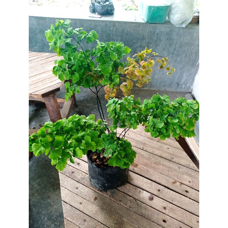 Suplir Melati Bicolor Besar
