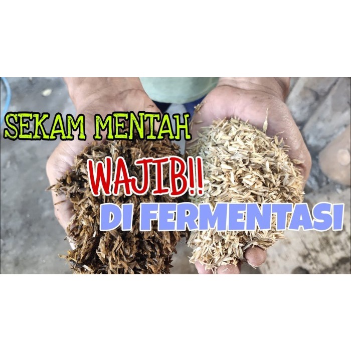 Sekam Mentah Fermentasi Siap Pakai (Geek Farmer)