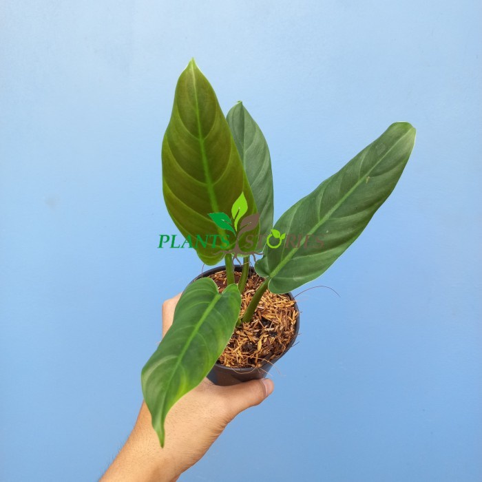 Philodendron Subhastatum