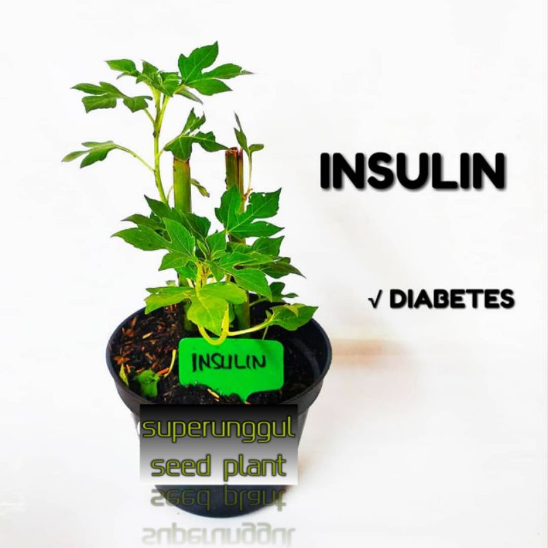 Tanaman Pohon Herbal Insulin Termurah