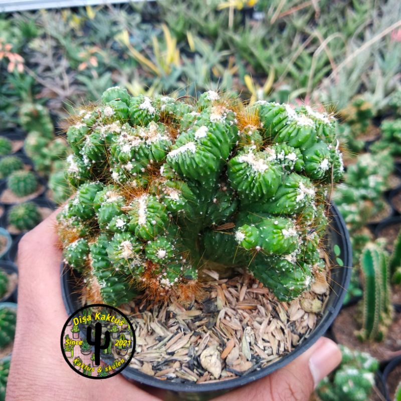 KAKTUS SKULEN - kaktus karang
