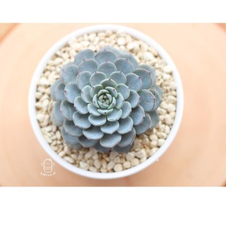 Terlaku sukulen minima blue Pot  putih  10cm bunga 