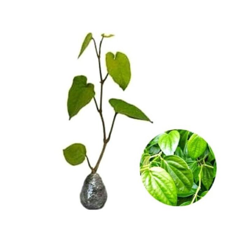 Jual Bibit Tanaman Herbal Daun Sirih Hijau Shopee Indonesia