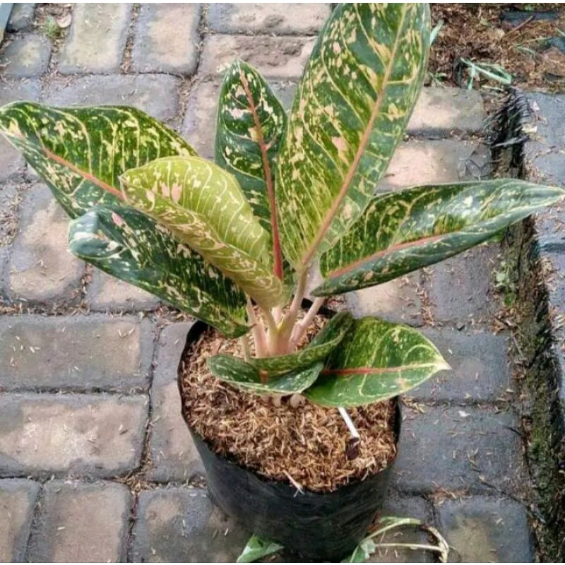 tanaman aglonema donacarmen-bagus&rimbun