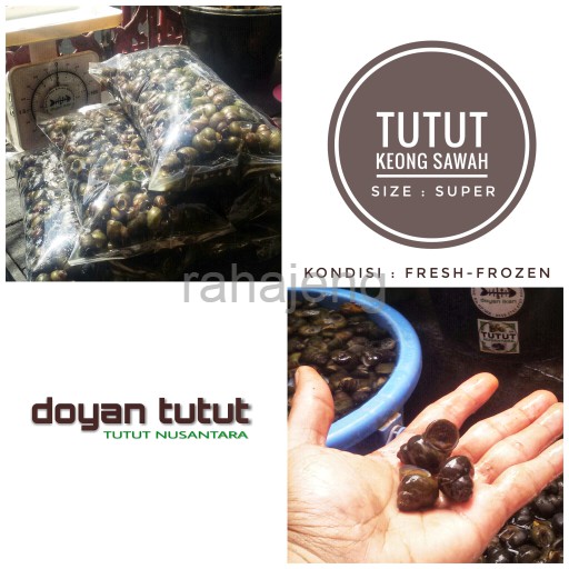 Tutut/Keong Sawah Mentah