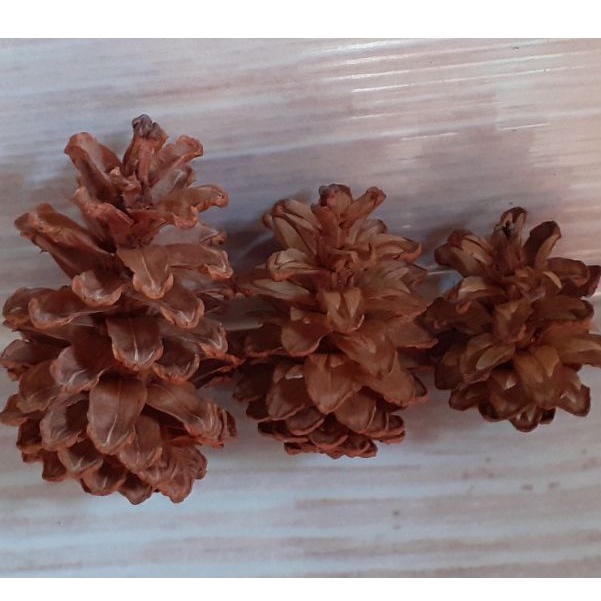 1 PCs Bunga Pinus Mekar Pinecone Pine Flower Kembang Pinus Proferty Foto Hiasan Craft Rustic Bunga Kering Lokal