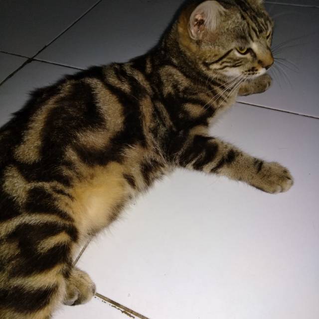 Kucing bengal mix persia marble  Shopee Indonesia