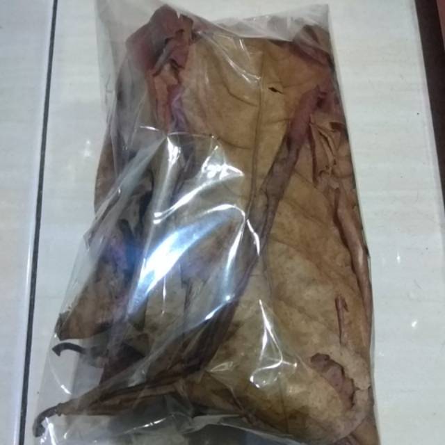 DAUN KETAPANG siap pake beli 2  gratis satu