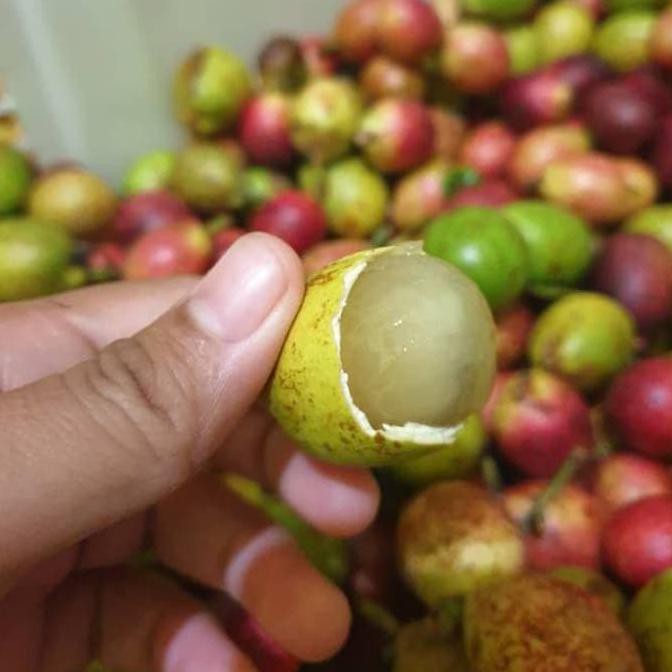 Bibit buah matoa merah super