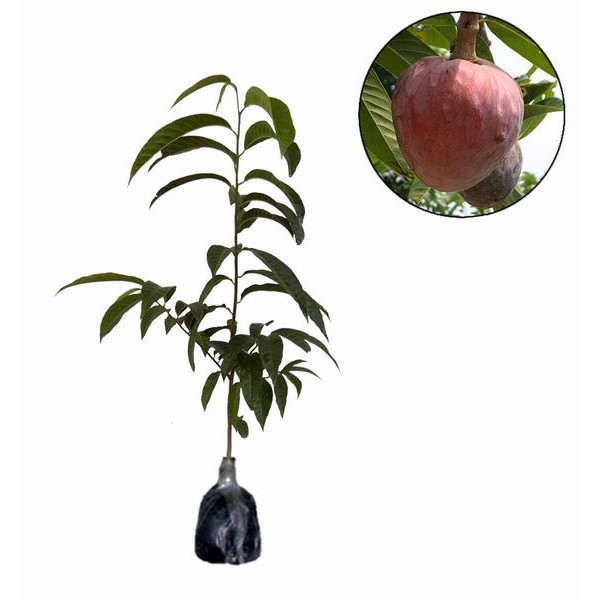 Tanaman Srikaya San Pablo