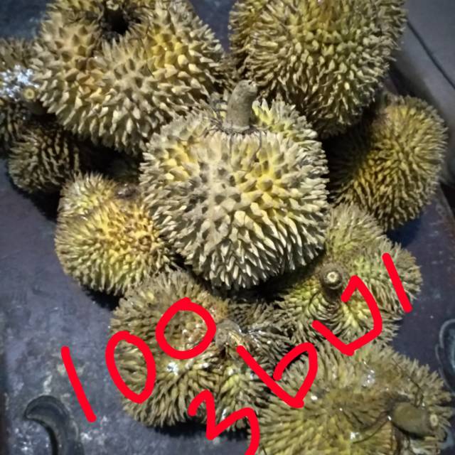 

Buah elay