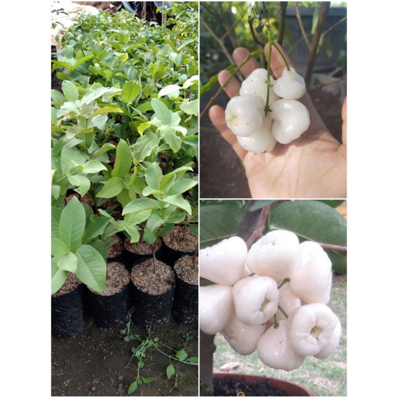 BIBIT JAMBU AIR KANCING PUTIH