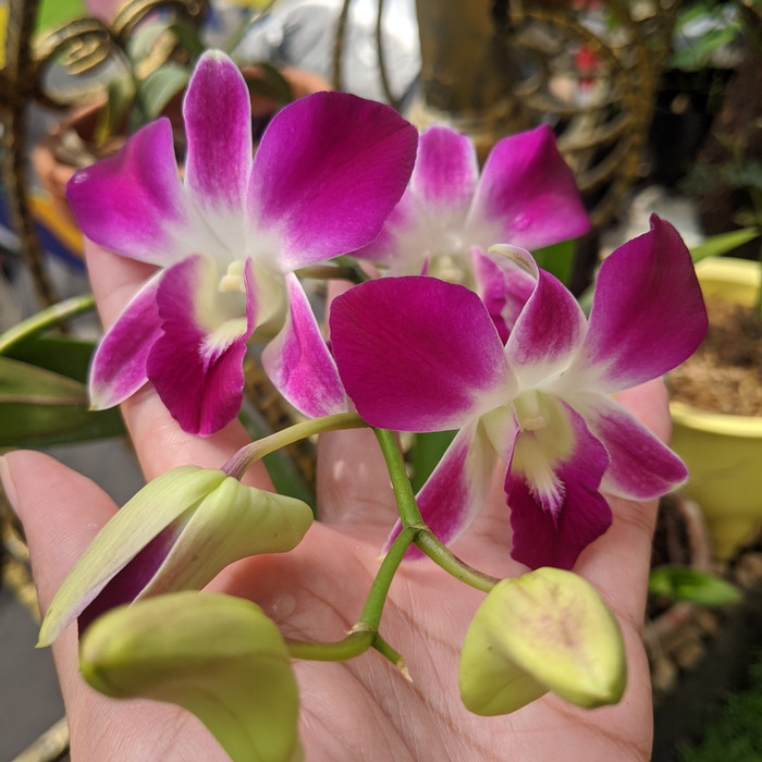 anggrek dendrobium sonia earsakul - dewasa