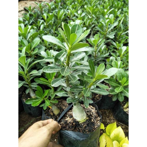 Bibit tanaman hias adenium Kamboja 25-2