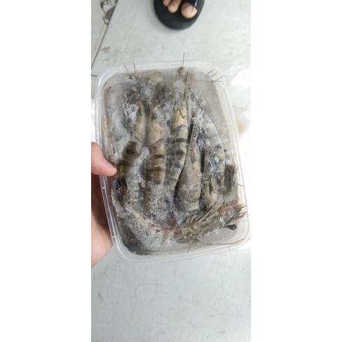 

Udang ket tiger fresh