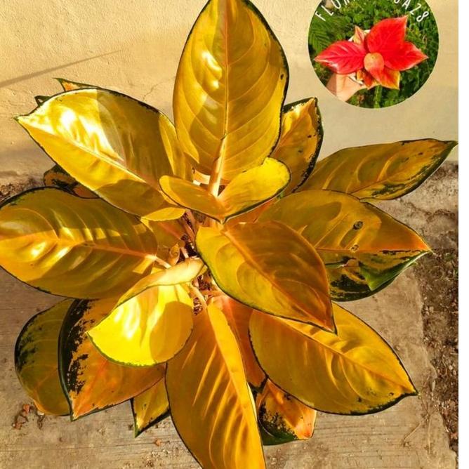 ⚡COD Aglonema Sultan brunei remaja - tanaman hias hidup - bunga hidup - bunga aglonema - aglaonema merah - aglonema merah - aglonema murah - aglaonema murah | Ready Stok | Termurah | Grosir