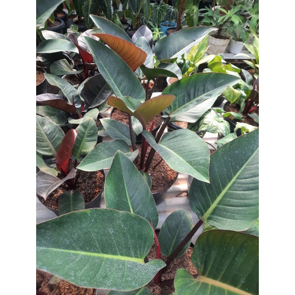 philodendron red congo & black cardinal