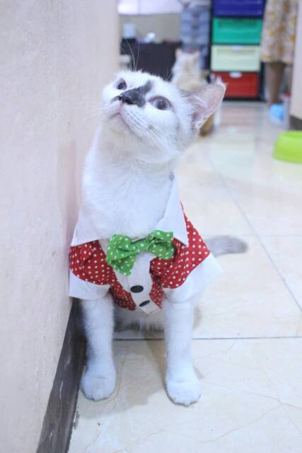 Baju kucing dan anjing edisi natal 2019 polkadot merah putih hijau lucu /baju kucing murah size S-XL