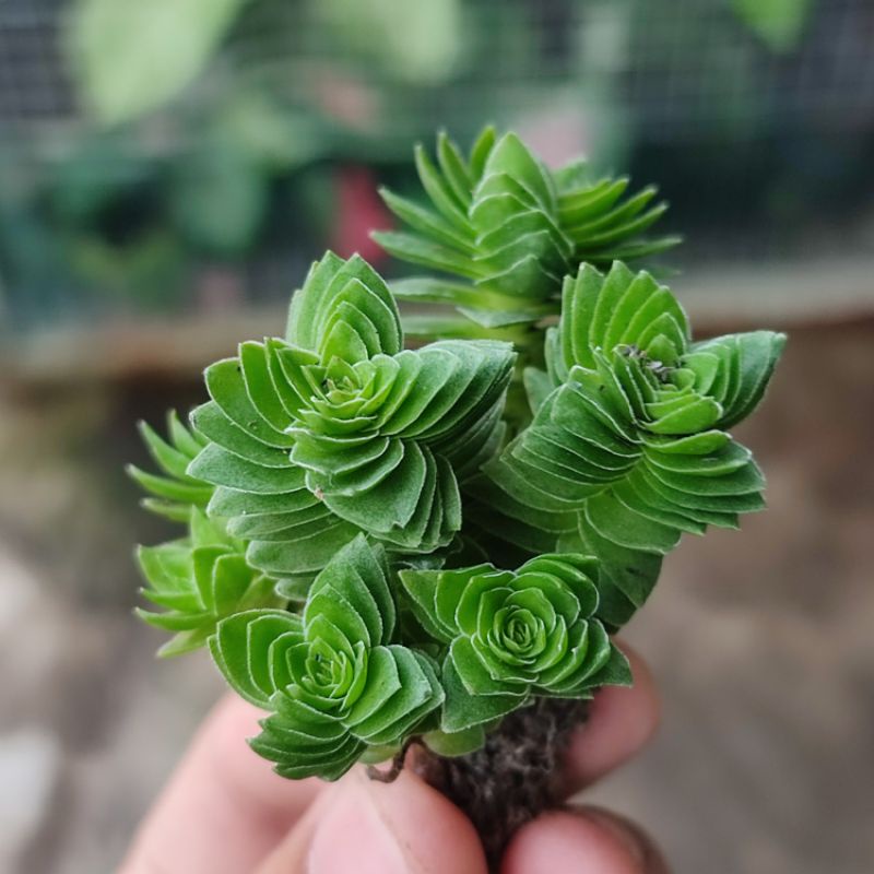 Sukulen Crassula estagnol cluster spiral