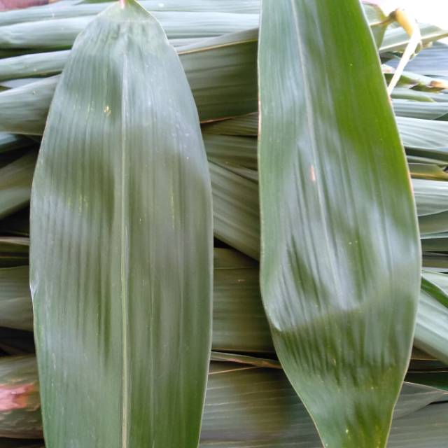 

[Fresh] DAUN BAMBU BAKCANG SEGAR 1 KG BUNGKUS BAKCANG TERMURAH GRATIS TANYA