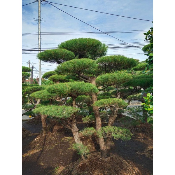 jual pohon bonsay cemara udang super besar tinggi 2-3 meter