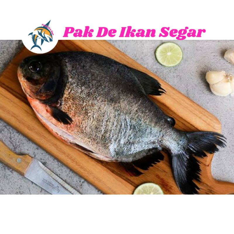 

Ikan Bawal Tawar Segar. 1-5 ekor per kg