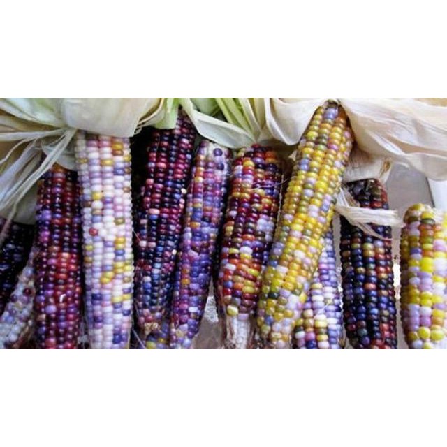 3 Biji Benih Bibit Jagung Warna Warni Permata Glass Gem Corn