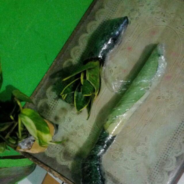 New Produck!! Tanaman Hias Sansivera Moons Shine - Manolin Silver