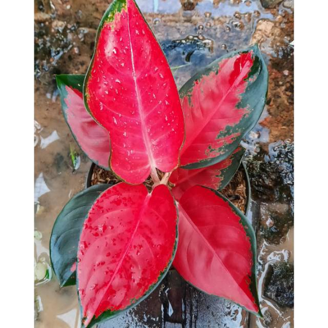 Bunga Aglonema Suksom jaipong size dewasa