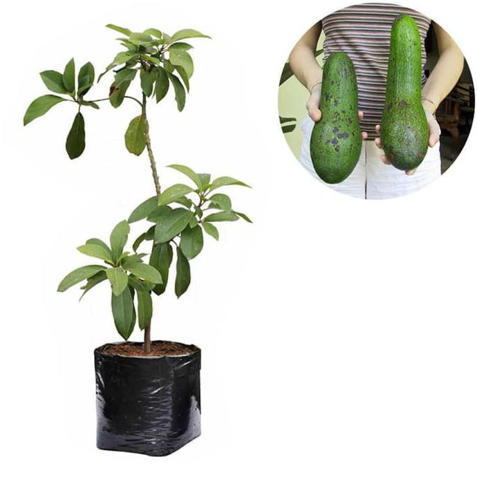 Time Bibit Buah Alpukat Aligator - Tinggi 60Cm Kliwon