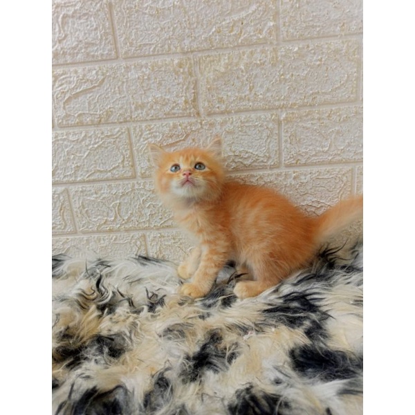 Persia medium jantan 2bln