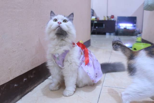 Dress ungu muda motif bunga lucu untuk kucing dan anjing / baju kucing murah size S-XL