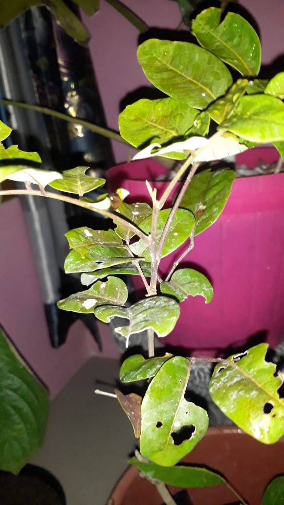 Klengkeng Merah Murah Mriyah Okulasi