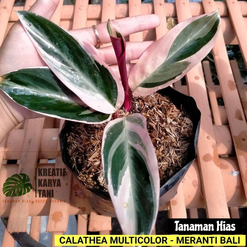 Jual Tanaman Hias Meranti Bali Calathea Multicolor Meranti Bali